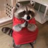 Mapache con sueter 的头像