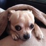 Benny Antiglio profil fotoğrafı