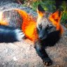 👑BigLG🦊's profile picture