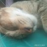 Profilbild von Pastel abon