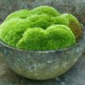 Фото профиля Mossy Planter
