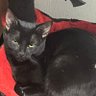 Фото профиля IssaPumaKitty