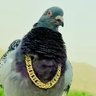 Profilbild von Corey in Bayern