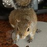 Chengdu's profile picture