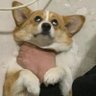 猛汉一周目 的头像