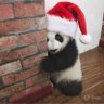 Timid Panda profil fotoğrafı