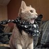 Protect the Cats 的头像