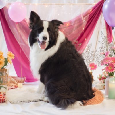 くろえ🐾's profile picture