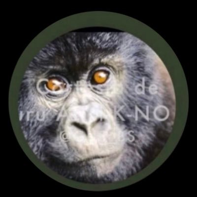 gus_bs's profile picture