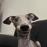 Enzo Lu profil fotoğrafı