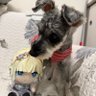 kelvinchiu999(けるびん)🥞💫💄💚 profil fotoğrafı