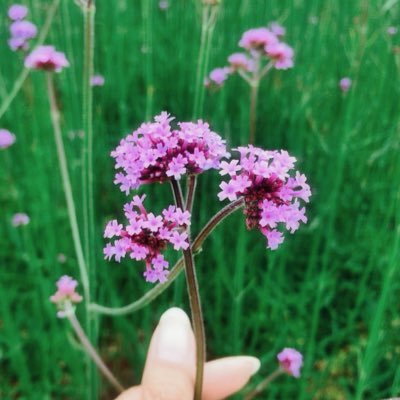 sleeplessEVOL's profile picture