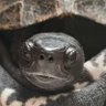 にゃんぽん 的头像