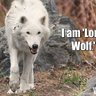 LoneWolf 的头像