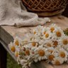 Фото профиля مبروكه 🌼