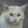 Oleksii profil fotoğrafı
