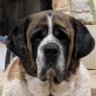 Profilbild von Maximus GigaChad