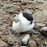 Hokkaidorider profil fotoğrafı