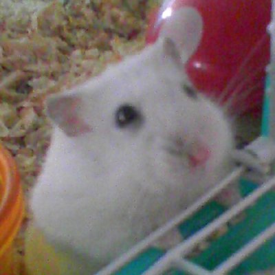 わさび's profile picture