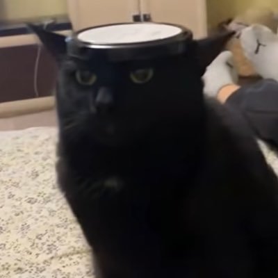CC's profile picture
