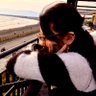 こおり's profile picture