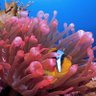 Profilbild von NEMO ..