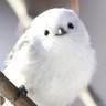Profilbild von nogikunohaka