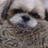 まる's profile picture