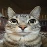 woofi🧀's profile picture