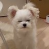 にゃんにゃん profil fotoğrafı