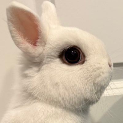 ryan_and_donut's profile picture