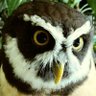 ひょーや profil fotoğrafı