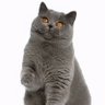 Profilbild von 吃蛙的猫