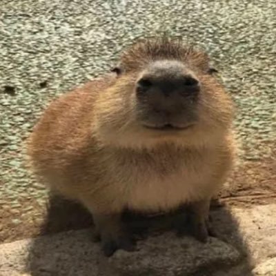 ddongsaja's profile picture