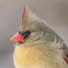 Фото профиля Joe Splink