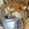 ハナコンブ 的头像