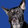 Profilbild von BobL55412