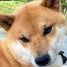 坂間 俊夫 profil fotoğrafı
