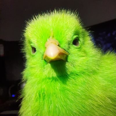 BADSHAH45448569's profile picture