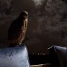 قصي علوي profil fotoğrafı