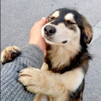 Wholesome's profile picture