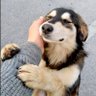 Wholesome profil fotoğrafı
