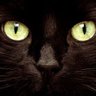 Kittypants's profile picture