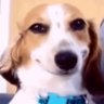 Profilbild von smiling beagle