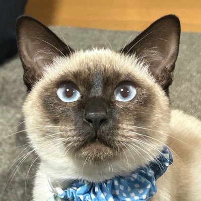 kyomukuri's profile picture