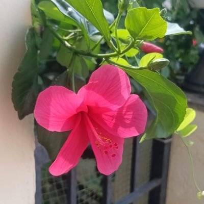 BsnPrasad12's profile picture