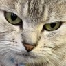 Profilbild von しろめし