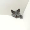 照猫画虎🌊いわき七浜連合 profil fotoğrafı