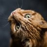 猫狂 profil fotoğrafı