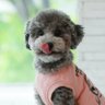 Puku's profile picture